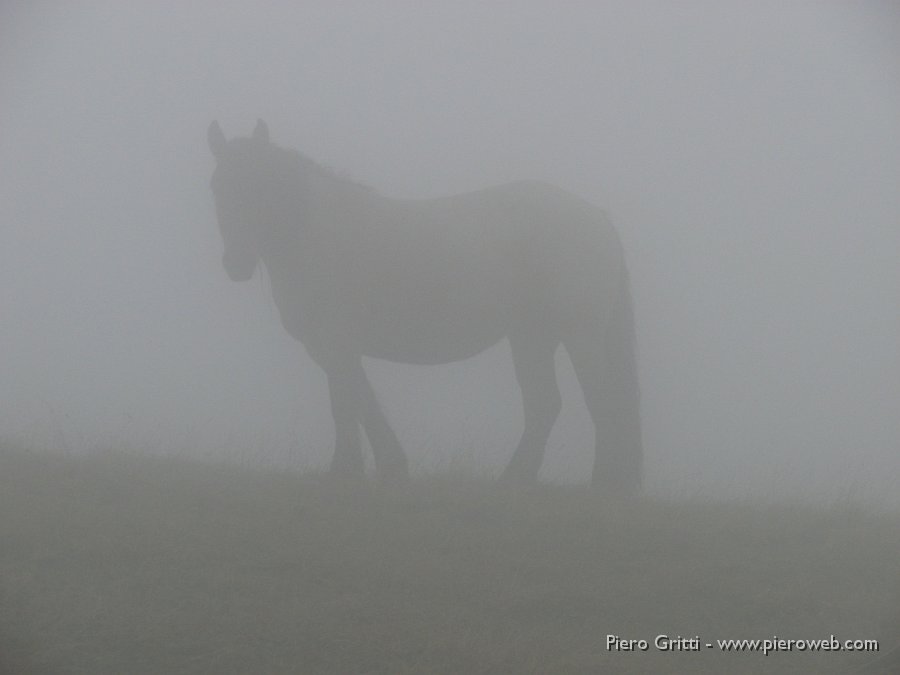 03_Ombre nella nebbia.JPG